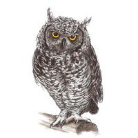 Owl PNG-26763